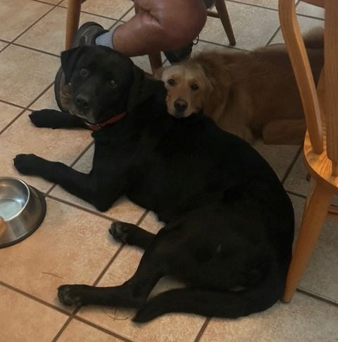 Rescue black w maggie.jpg